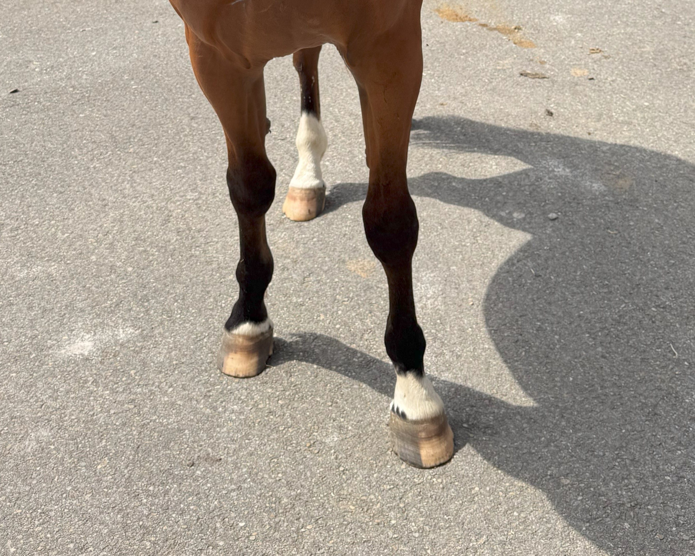 horse